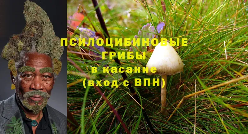 blacksprut tor  купить наркоту  Карасук  Галлюциногенные грибы Magic Shrooms 